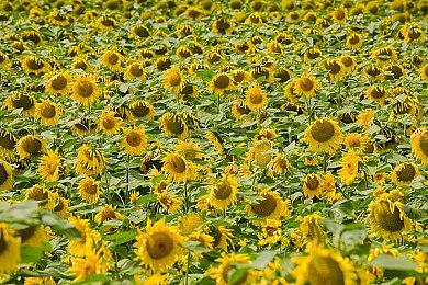 末世日本巨兽冒险游戏《恐龙》发布首支实机预告